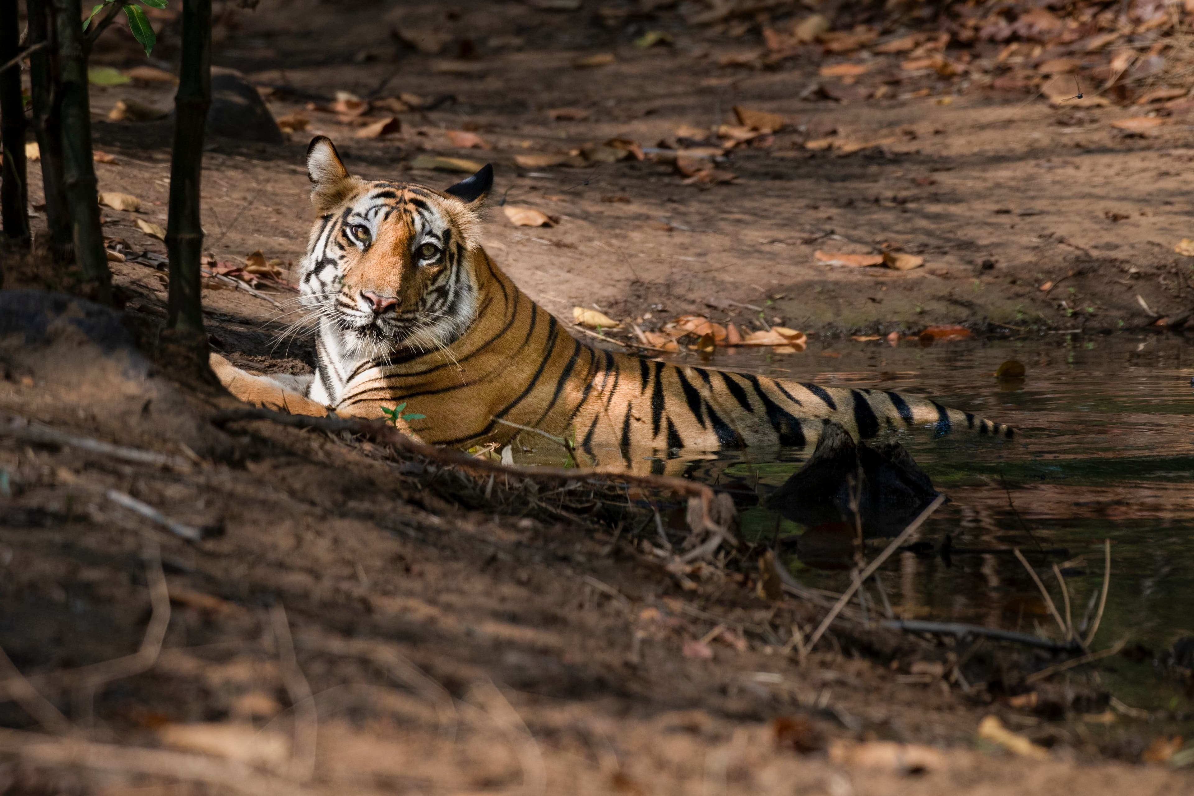 Central India — Wild India