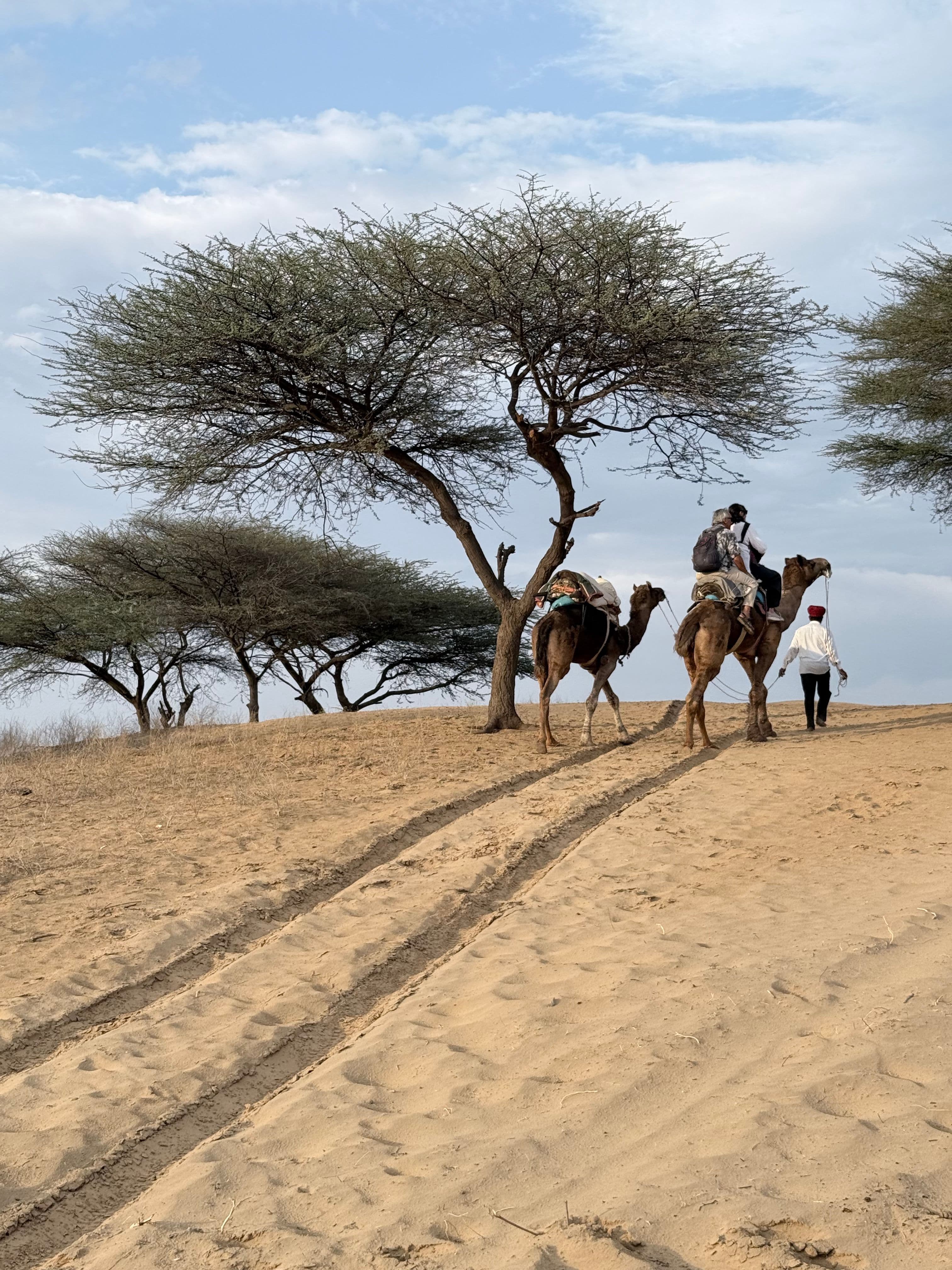 Desert landscape in Rajasthan