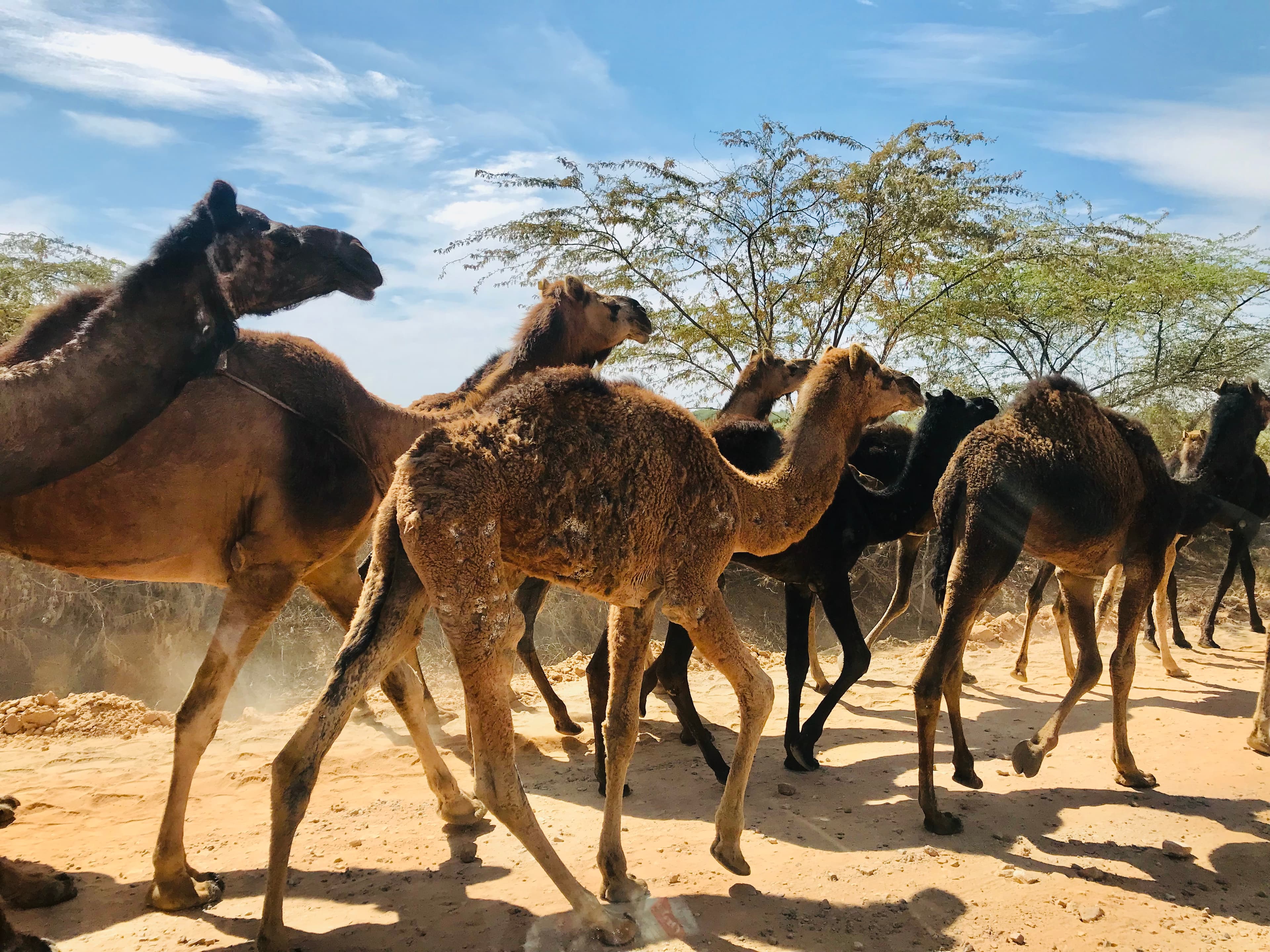 Extraordinary experiences across India