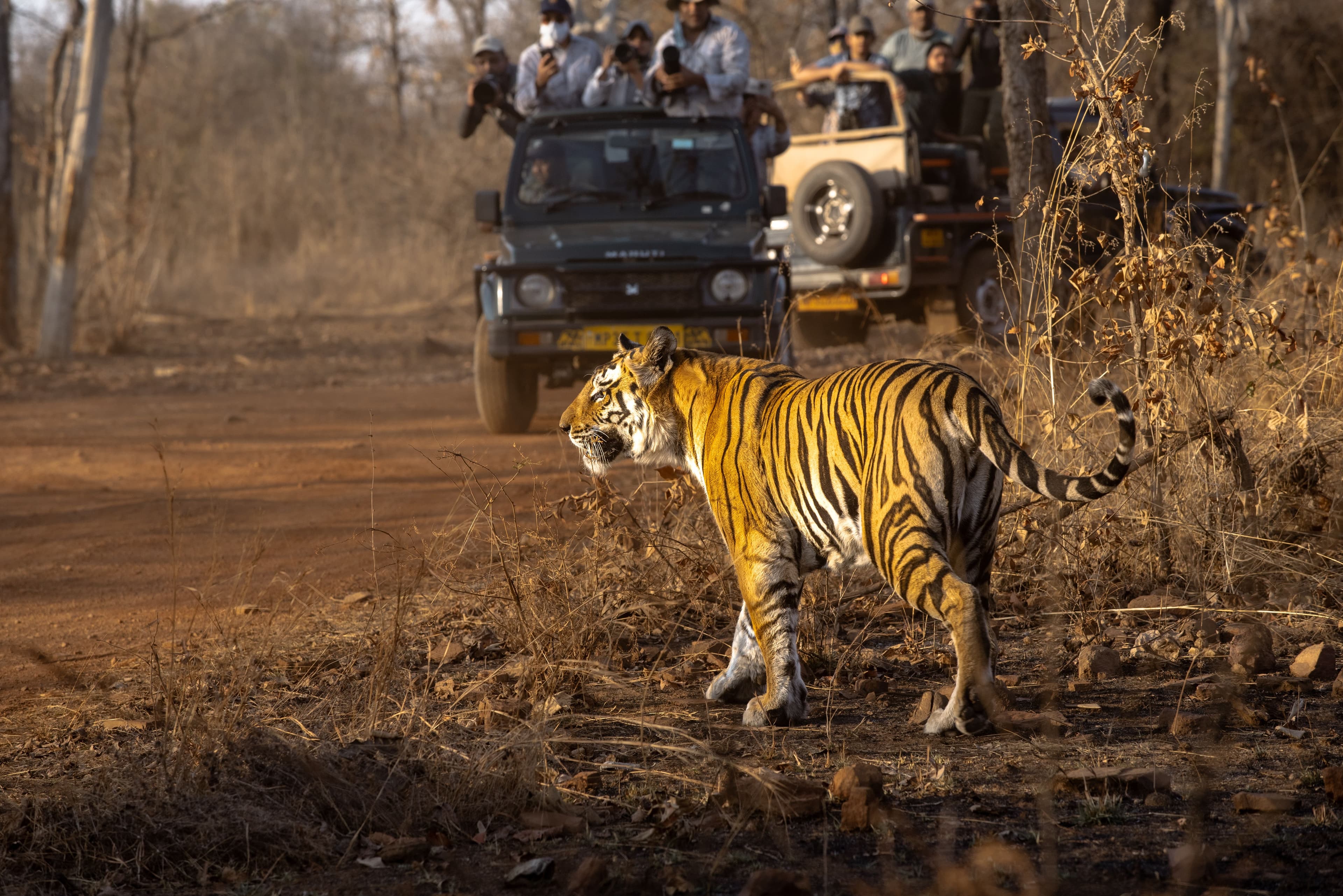 Wildlife and wilderness in India