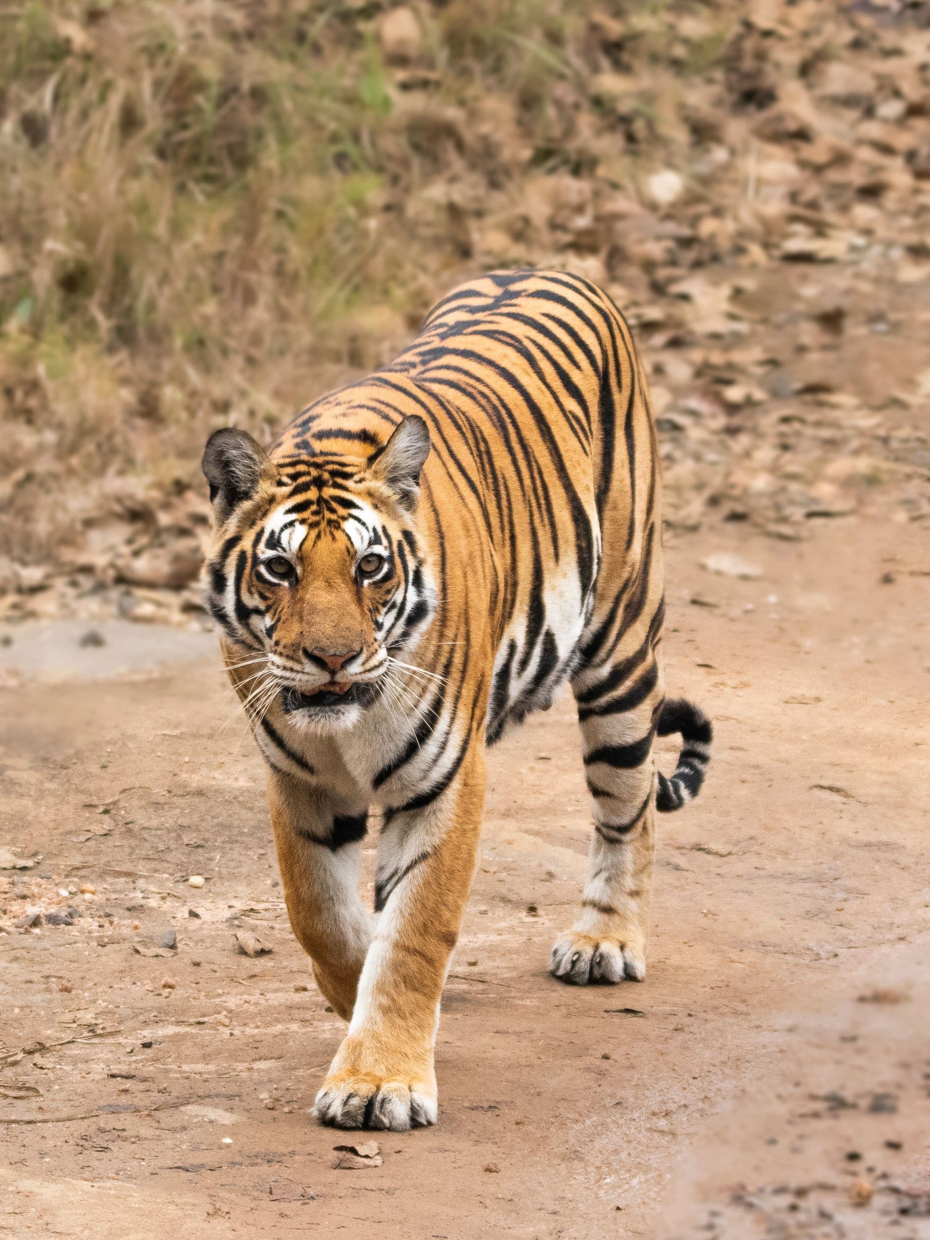 Wild India
